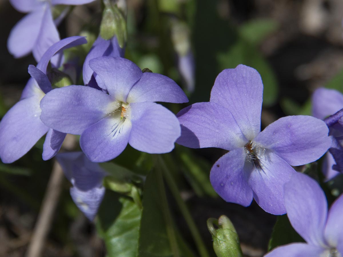 Blüten groß